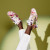 Christian Louboutin Louis Junior Sneakers Crepe Satin Blooming Print Multicolor